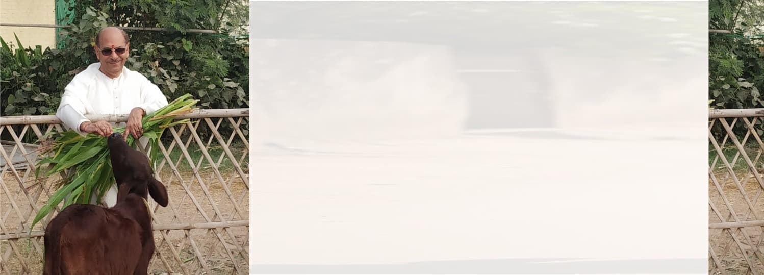 <p><strong><span style="font-family: 'book antiqua', palatino; font-size: 16pt; color: #7d4219;">Support, Care, and Love for Mother Cows</span></strong></p>